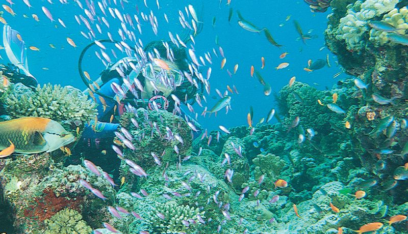 Great Barrier Reef Diving  - Daintree Secrets Rainforest Sanctuary