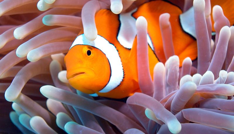 Great Barrier Reef Clown Fish  - Daintree Secrets Rainforest Sanctuary