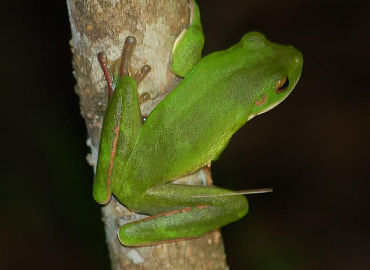 Green Tree Frog - Night Walk