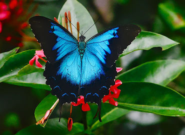 Vibrant blue Ulysses butterfly resting on a red flowering bush in the Daintree Rainforest sanctuary gardens.