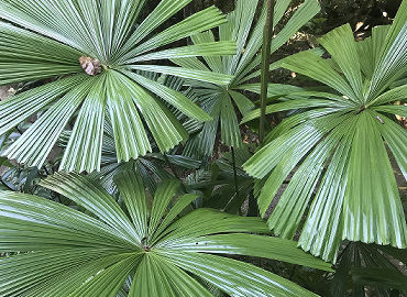 Licuala Fan Palm Forest