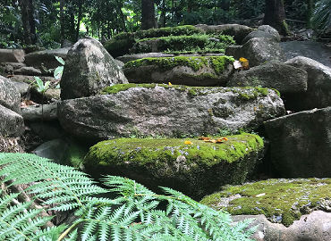 Mossy Steps