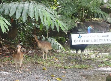 Welcome to Daintree Secrets - Cassowaries