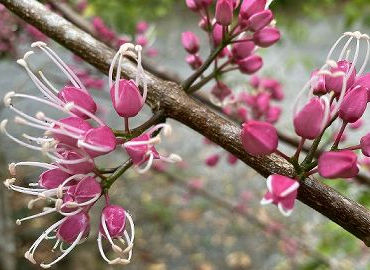 Garden Flowers