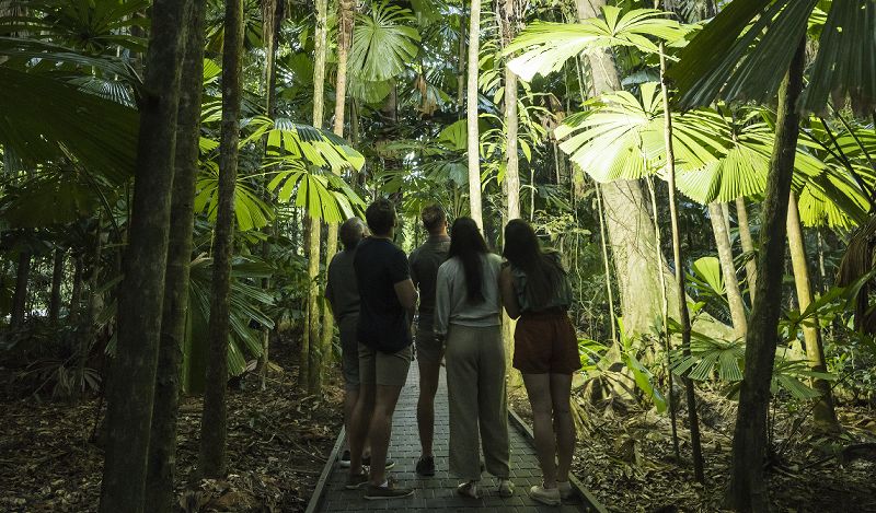 Daintree Rainforest Boardwalks  - Daintree Secrets Rainforest Sanctuary