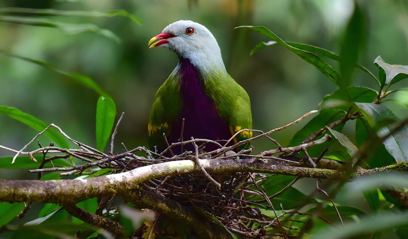 Daintree Rainforest Larakeets - Daintree Secrets Rainforest Sanctuary