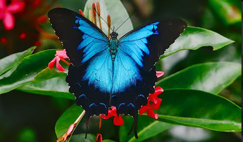 Daintree Rainforest Ulysses Butterfly - Daintree Secrets Rainforest Sanctuary