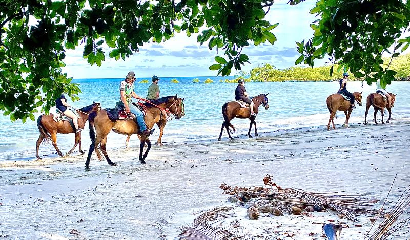 Daintree Tours & Activities - Cape Trib Horse Rides