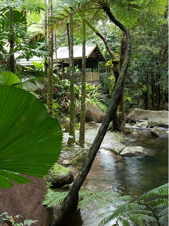 Daintree Rainforest