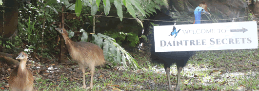 Daintree Rainforest Bird Species  - Daintree Secrets Rainforest Sanctuary