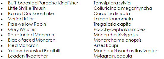 Daintree Rainforest Bird Species  - Daintree Secrets Rainforest Sanctuary