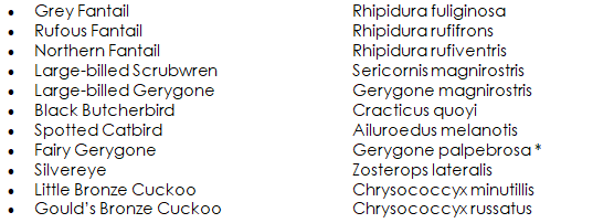 Daintree Rainforest Bird Species  - Daintree Secrets Rainforest Sanctuary