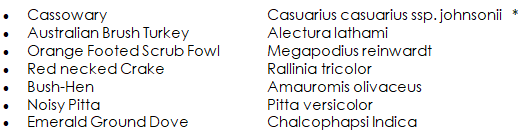 Daintree Rainforest Bird Species  - Daintree Secrets Rainforest Sanctuary