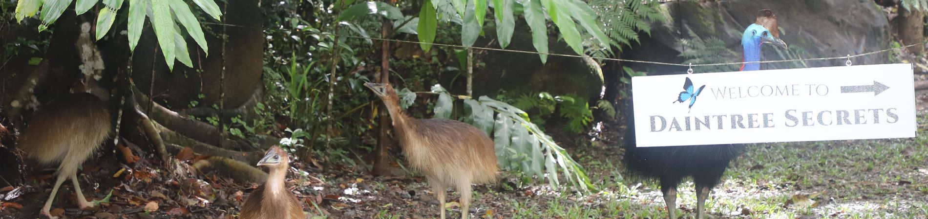 Daintree Secrets Rainforest Sanctuary Accessibility