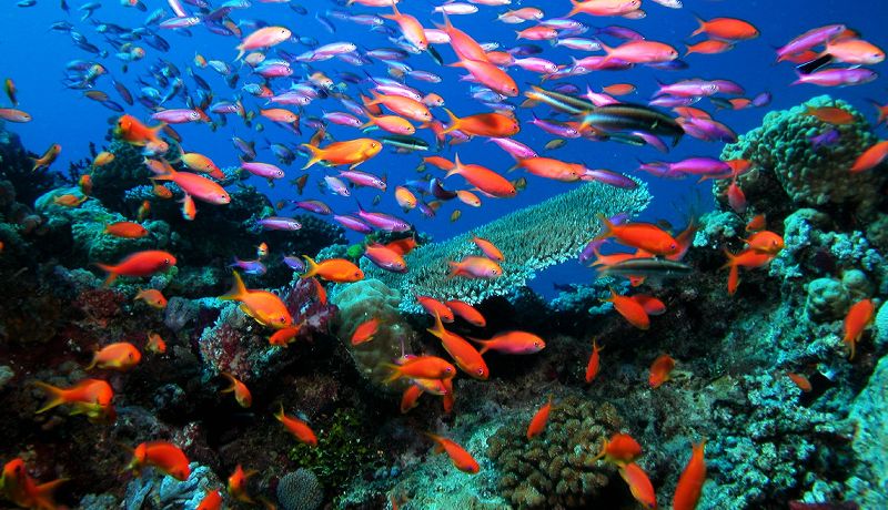 A colourful school of anemonefish darting amongst soft sea anemones on an untouched tropical reef shelf