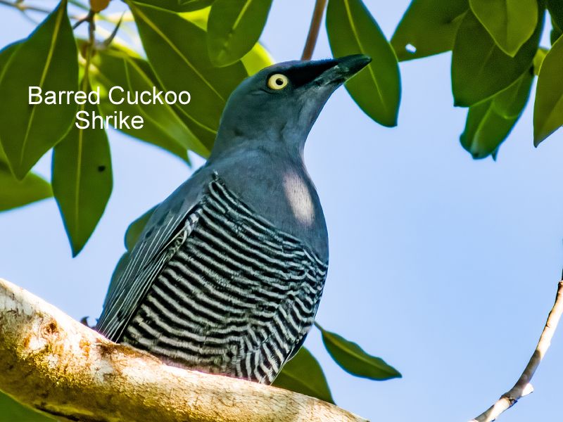 Barred Cuckoo-shrike native bird species resting within the Daintree tropical canopy