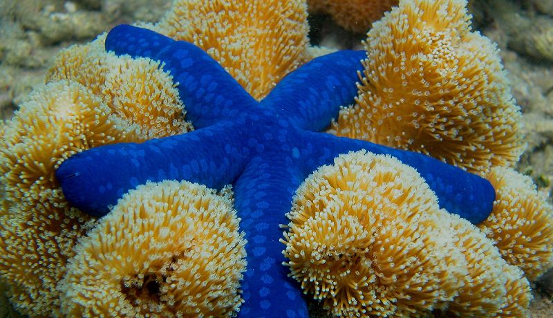 Vibrant blue Linckia starfish resting on healthy hard coral branches in the Great Barrier Reef Marine Park