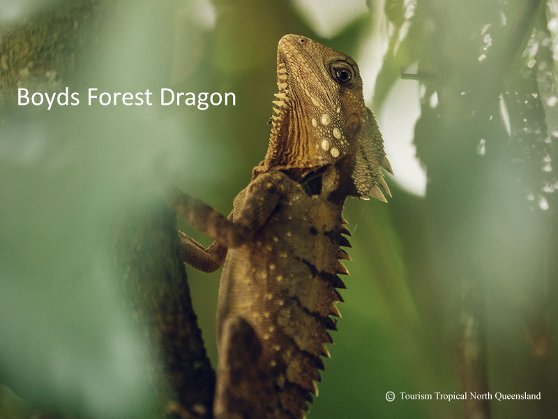 An arboreal Boyd's Forest Dragon lizard camouflaged perfectly while clinging flat against a tree trunk