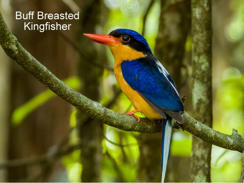 Buff-Breasted Paradise Kingfisher perched on a branch in the Daintree Rainforest sanctuary