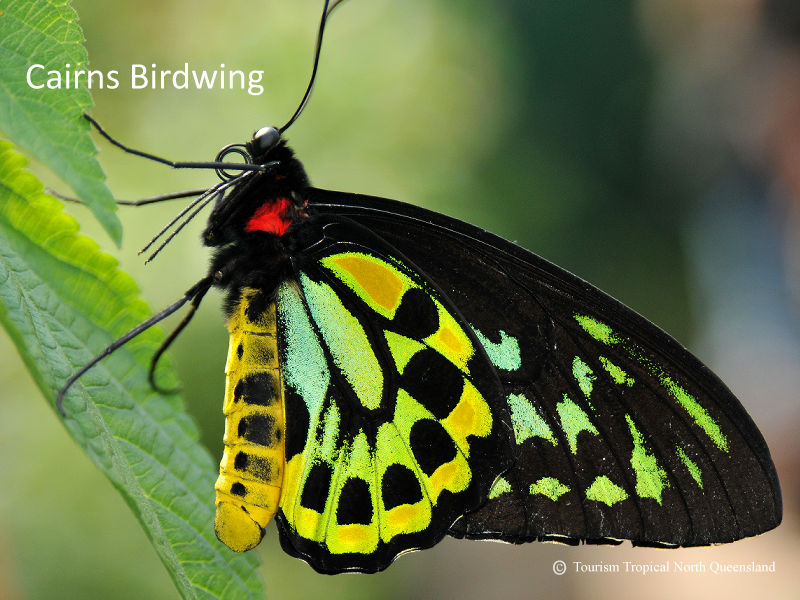 A majestic male Cairns Birdwing butterfly resting on tropical flora in the Daintree Rainforest