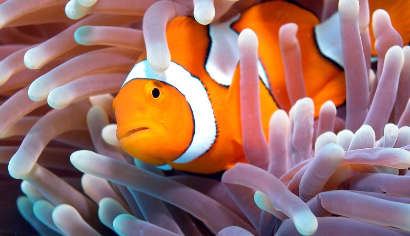 Vibrant orange clownfish protecting its anemone home inside the pristine coral structures at Mackay Reef