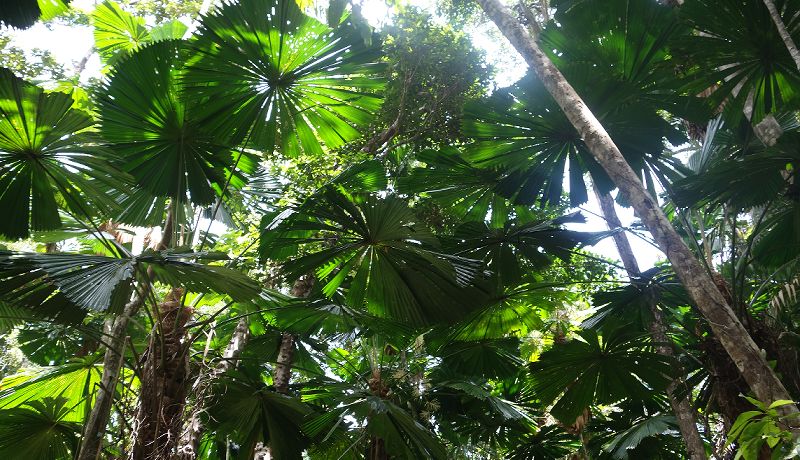 Daintree Rainforest Boardwalks - Daintree Secrets Rainforest Sanctuary