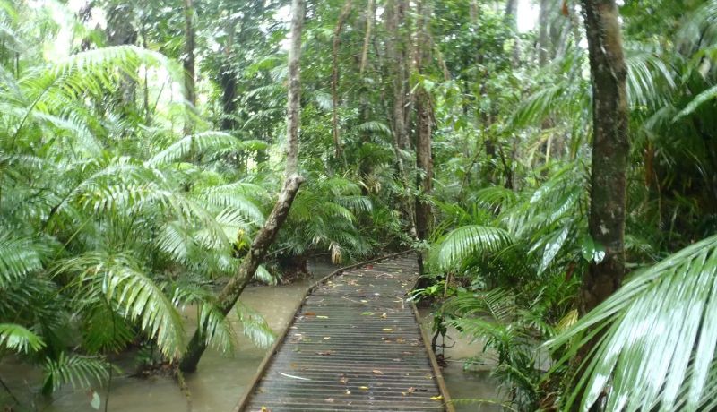 Scenic wooden boardwalk path winding through the lush tropical canopy of the Daintree Rainforest