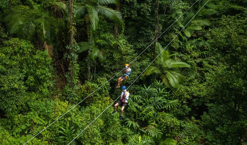 A couple zip-lining through the ancient tropical tree canopy of the Daintree Rainforest