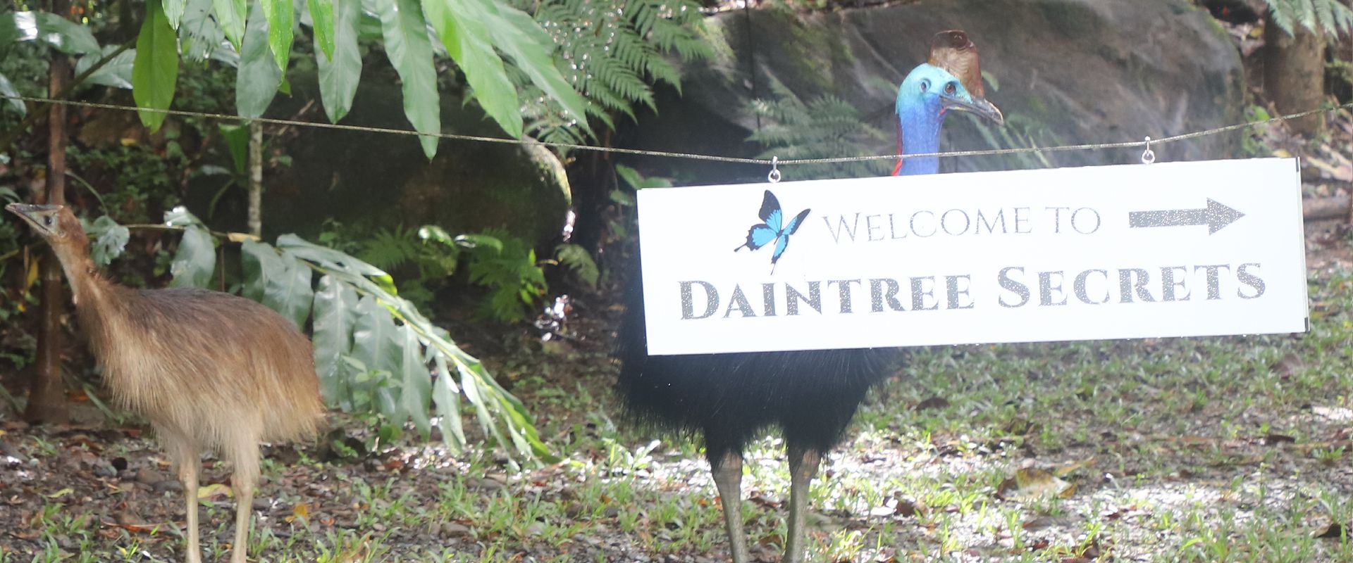 Native Cassowary wildlife at Daintree Secrets Rainforest Eco Holiday Home Adult male Cassowary and chicks next to the Daintree Secrets Rainforest Eco Holiday Home entry sign in Diwan