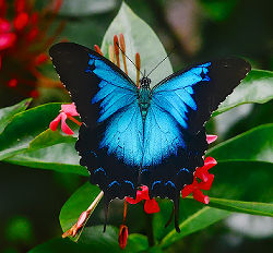 Vibrant electric blue Ulysses butterfly resting on a native red tropical flowering bush