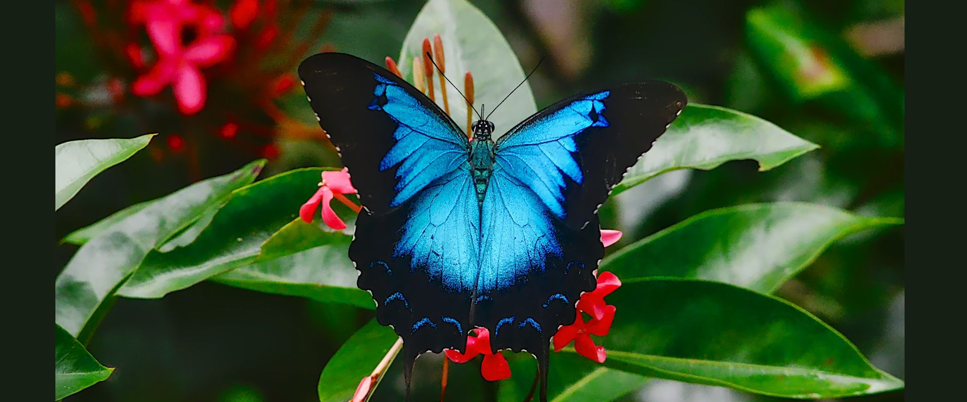 Vibrant blue Ulysses butterfly on a red tropical flower in the Daintree Rainforest