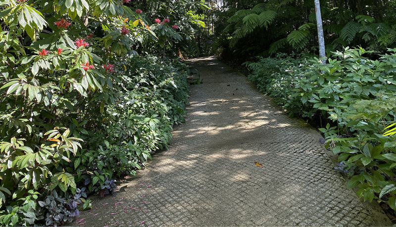 Lush landscaped garden walkway paths navigating through dense native tropical plants