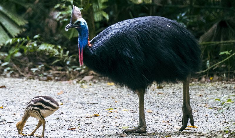 Southern Cassowary and Chick Sighting An endangered Southern Cassowary with its small striped baby chick foraging along the forest floor near Cooper Creek