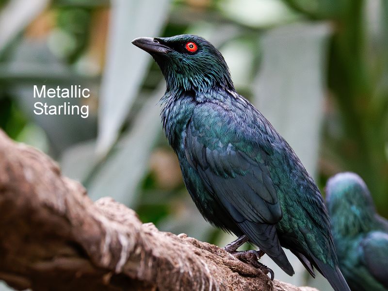 Metallic Starling shimmering in the canopy during the spring breeding season in the Daintree