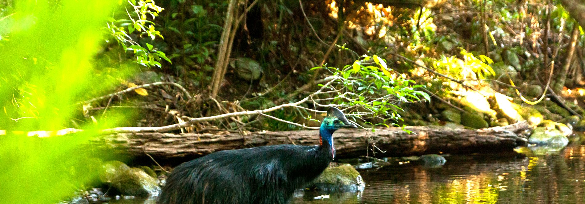 Daintree Holiday Home Daintree Secrets