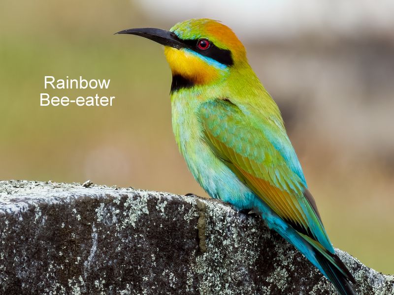 Vibrant Rainbow Bee-eater perched elegantly against a lush green Daintree Rainforest backdrop