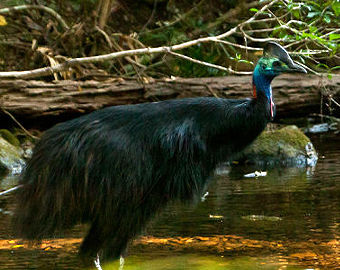 Daintree Holiday Home Accommodation