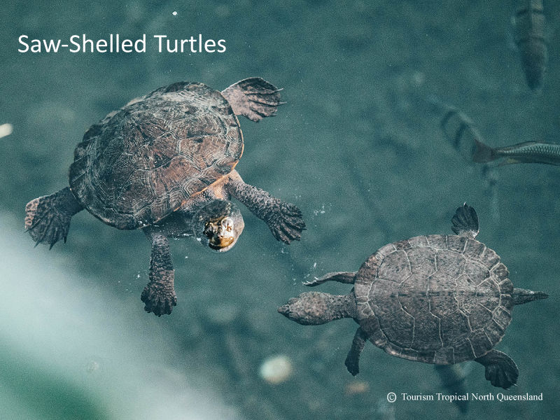Native Saw-Shelled Turtle swimming through the clear freshwater creek pool at Daintree Secrets