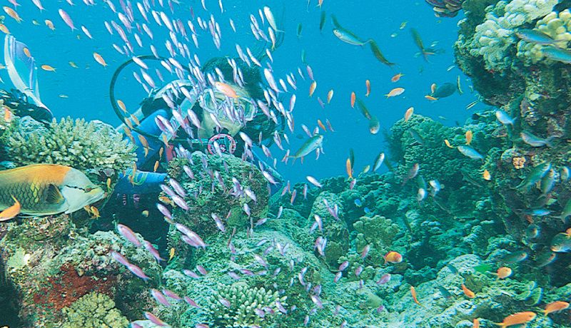 Scuba diver exploring structural coral reefs and underwater botanical gardens on a reef day trip tour from Port Douglas