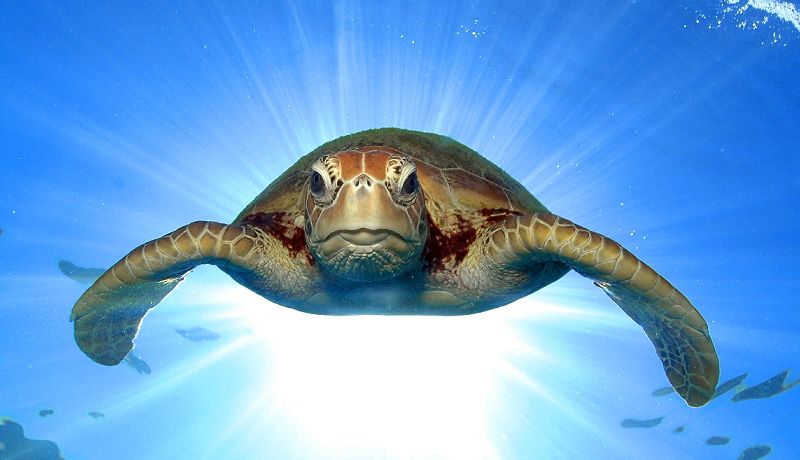 A wild sea turtle swimming gracefully underwater through coral gardens during a Cape Tribulation snorkelling day trip