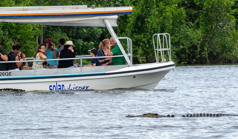 Solar Whisper eco-tour boat cruising down the Daintree River for wildlife and crocodile spotting