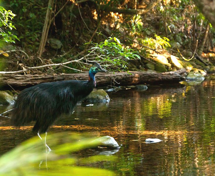 An endangered native Southern Cassowary crossing the freshwater creek right next to the private waterfalls