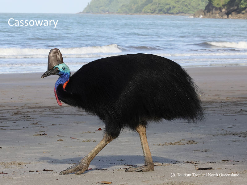 An endangered Southern Cassowary foraging near the tree line on the lawns at Daintree Secrets Eco Retreat