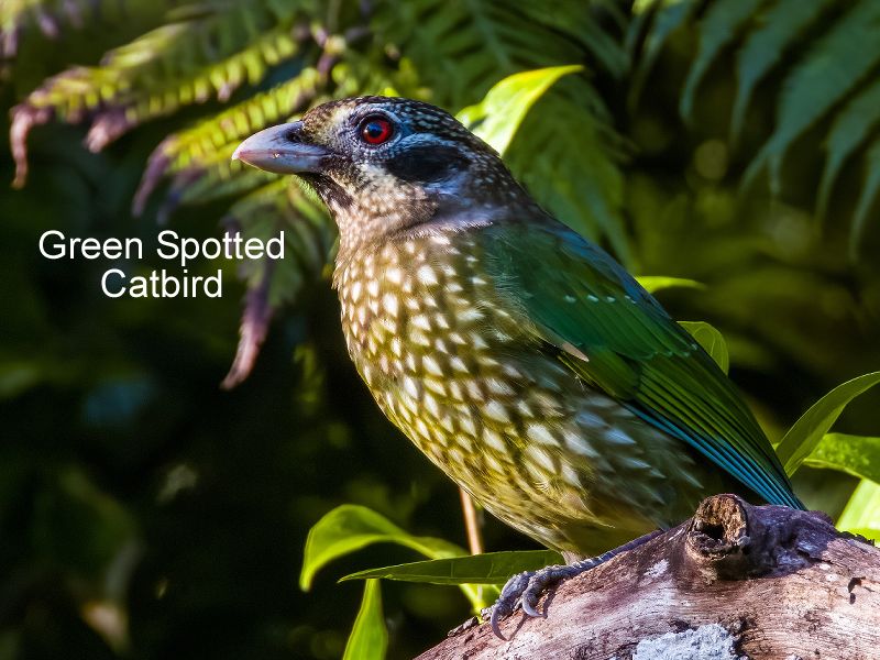 Spotted Catbird foraging for native fruits inside the Daintree Secrets Rainforest Sanctuary grounds