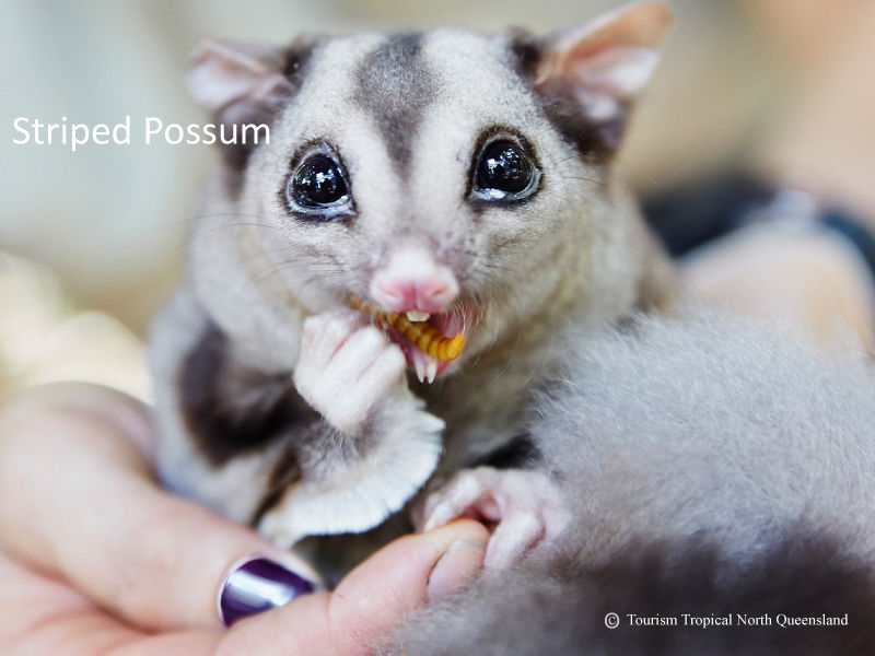 A rare native Striped Possum foraging at night within the canopy of the Daintree Rainforest Sanctuary