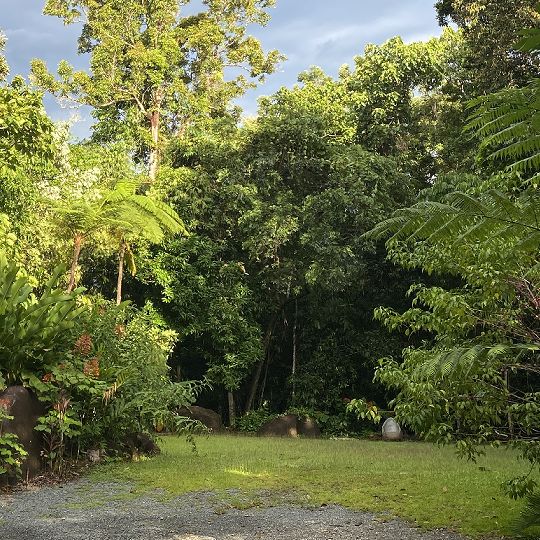 Lush native tropical gardens and ancient canopy marking the estate entrance at the top of the Daintree Secrets driveway