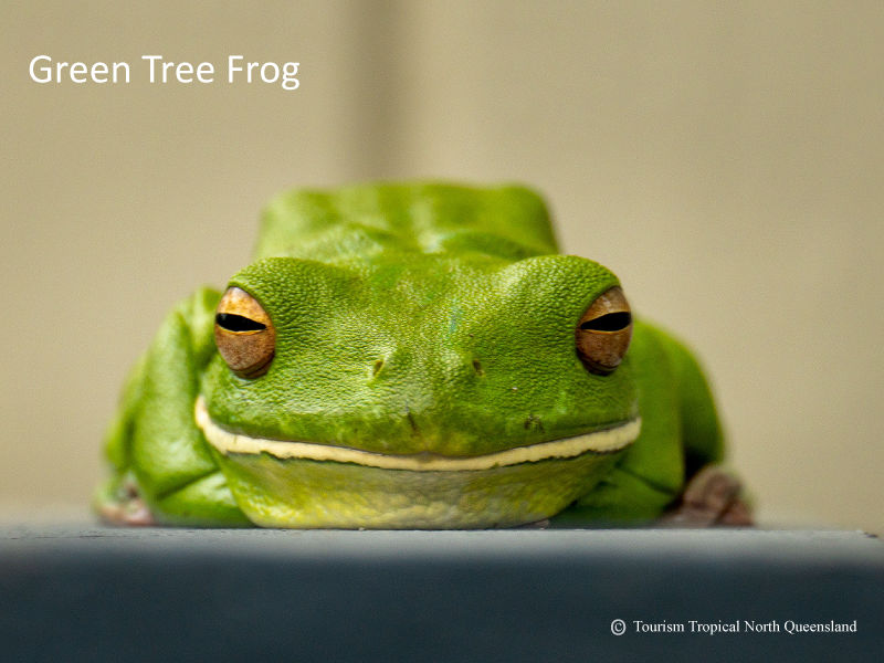 A vibrant White-Lipped Green Tree Frog perched safely on a tree trunk near the holiday home veranda