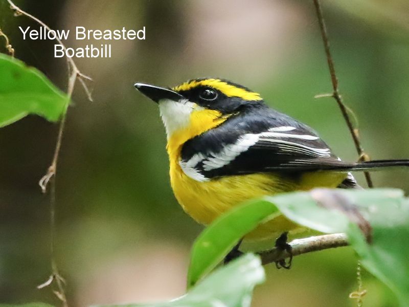 Rare Yellow-Breasted Boatbill flycatcher hidden inside the Daintree Rainforest foliage